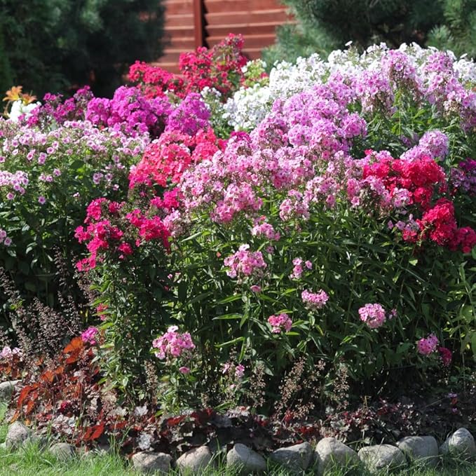 3 Double Phlox Bare Root Perennial Flower Collection - Vibrant and Stunning Mix of Pink, White and Red Colors - Blooms Create Beautiful Clusters of Petals - Attracts Butterflies, Bees & Hummingbirds