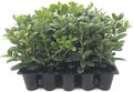 Dwarf Burford Holly - 3 Live Plants - Ilex Burfordi Evergreen Hedge Red Berries Tree Shrub