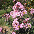 TriStar Plants - Crape Myrtle - Rhapsody in Pink, Lagerstroemia Indica, 1 Gallon Trade Pot, Pink Crape Myrtle, Summer Blooms, Fast Growing Tree