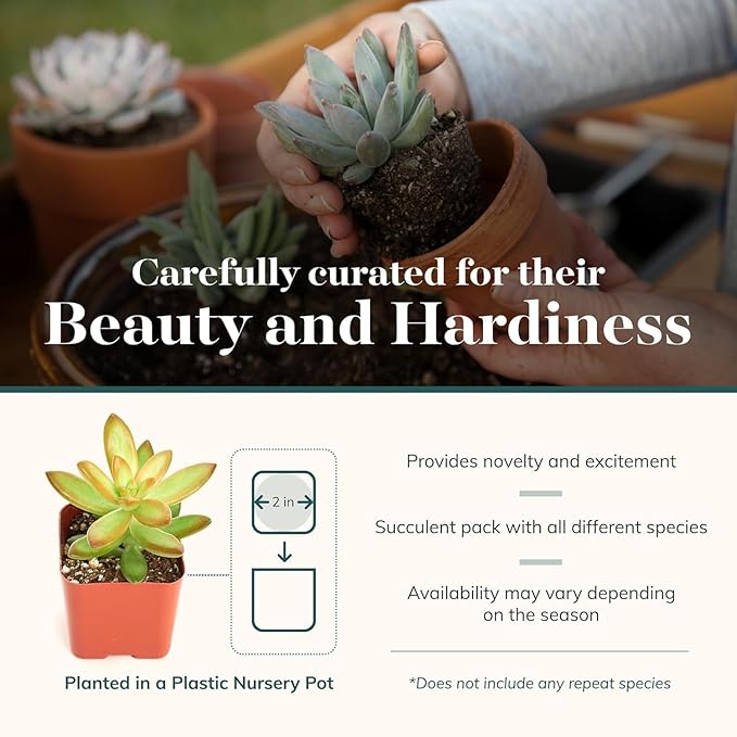 Shop Succulents Collectors Succulent Plant Pack Collection - Live Mini Succulent Plants, Low Maintenance, Colors & Textures - Wedding and Party Favors, Gift & Garden, Pack of 32