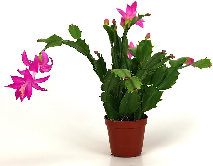 Christmas Cactus - 3 Live Plants in 4 Inch Pots - Schlumbergera Bridgesii - Beautiful Indoor Tropical Succulent