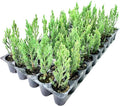 Blue Point Juniper - 20 Live Trees - Juniperus Chinensis - Evergreen Screening Plant