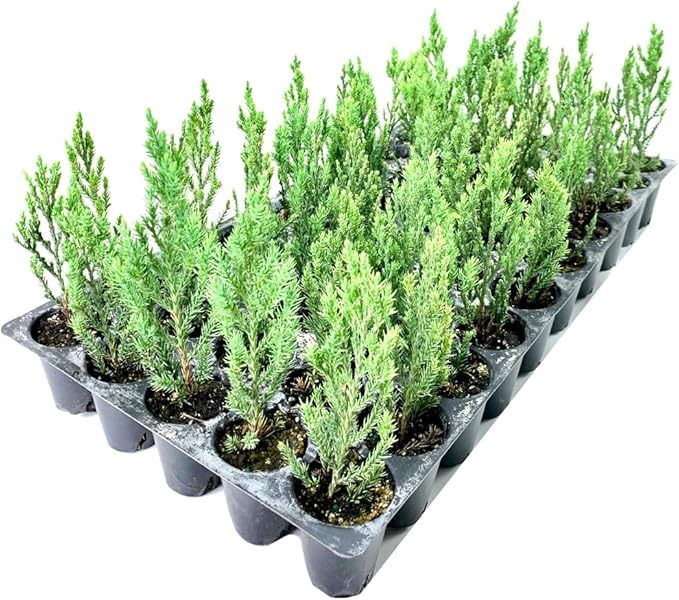 Blue Point Juniper - 3 Live Trees - Juniperus Chinensis - Evergreen Screening Plant