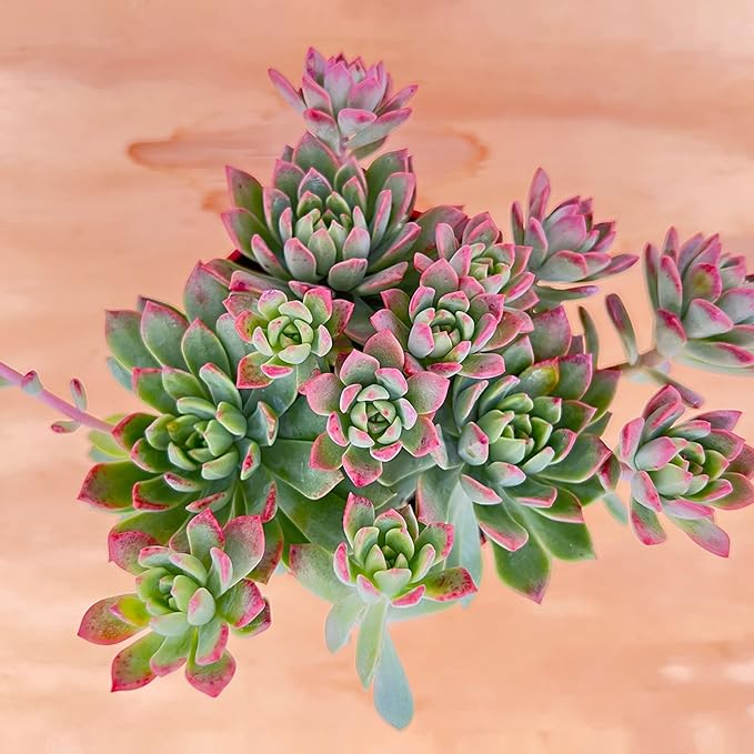 Sprout N Green Sedeveria Markus, Live Succulent Fully Rooted in 4inches Pots with Soil Mix, Rare House Plant for Home Office Wedding Hanging Decoration, DIY Projects, Party Favor
