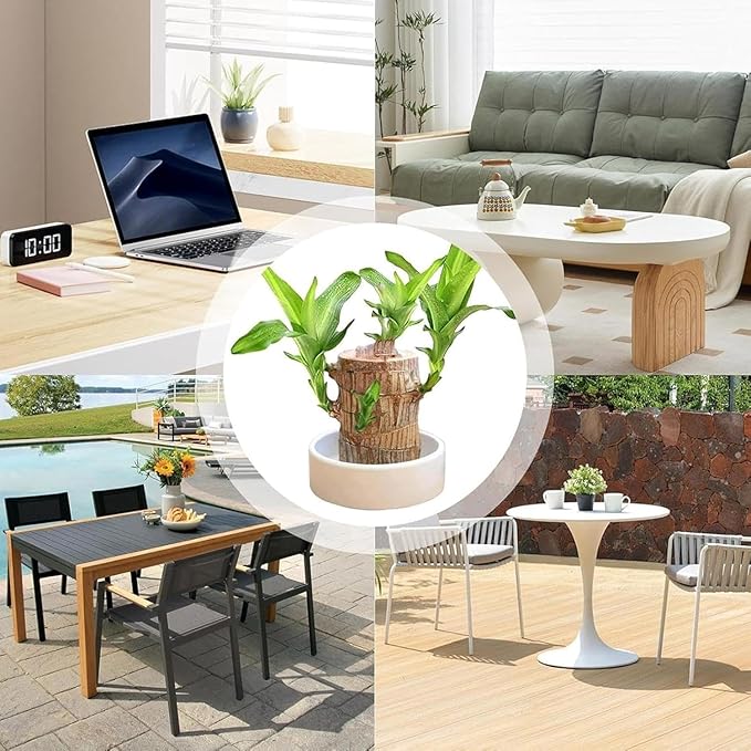 Brazilian Lucky Wood, Brazil's Lucky Tree Doesn't Need to Wait to Sprout, Hydroponic Stump for Purifying Indoor Air, Office Desk Decorations Plant Pot (C)