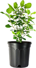 Viburnum Spring Bouquet | 2 Large Gallon Size Pots | Viburnum Tinus | Compact Evergreen Shrub with Fragrant Blooms | Ideal for Hedges & Borders