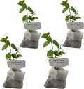 Generic Peppermint Plants. Live, Fragrant, Fresh, Edible. Easy Grow. Indoor/Outdoor. (4 Mint Bags)