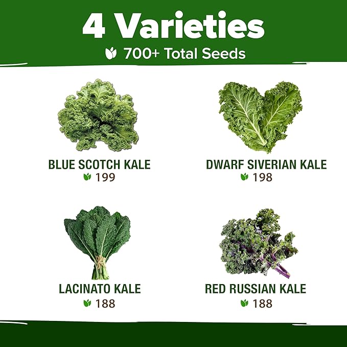 HOME GROWN Heirloom Vegetable Seeds Vegetable Seeds for Planting Home Garden, Beans, Carrots, Peppers, Cucumber, Kale, Pepper Seeds, Tomato (4 Kale)