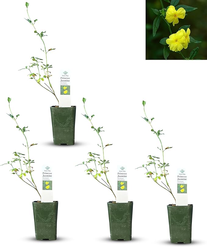 Primrose Jasmine (Jasminum Mesnyi) Live Plant - Fragrant Yellow Blooms. Japanese, Chinese, Asian. Indoor, Outdoor Shrub (4 prim jas Cups)