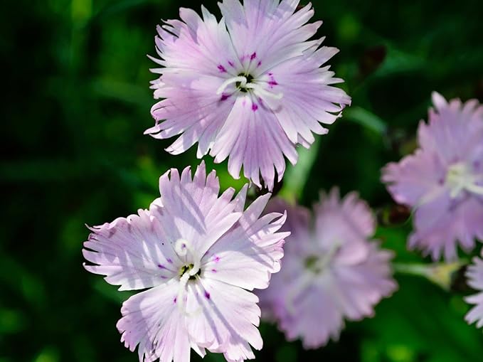 Greenwood Nursery: Live Perennial Plants - Bath's Pink + Dianthus Gratianopolitanus - [Qty: 1x Pint Pot] - (Click for Other Available Plants/Quantities)