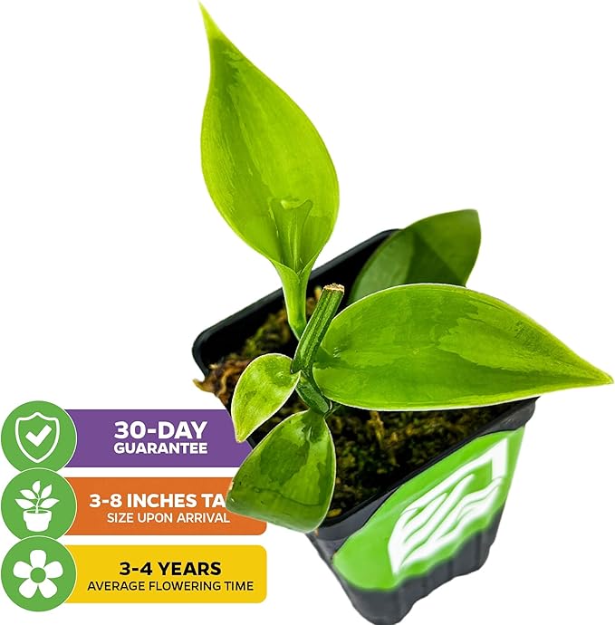 Vanilla Bean Orchid Live Plant (2-Pack) - Vanilla planifolia by Wellspring Gardens - Fragrant Vanilla Beans, Versatile Vine, Tropical Elegance, Aromatic Treasure - Vanilla Bean Starter Plant