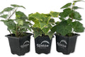 English Ivy Trio Variety - 3 Live Plants in 3 Inch Pots - Hedera Helix - Variegated, Golden, and Green English Ivy Indoor Houseplants