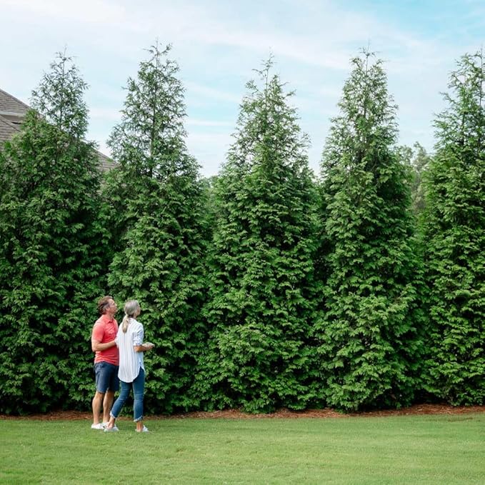 Brighter Blooms - Thuja Green Giant Arborvitae, 2-3 ft. - No Shipping to AK, AZ, HI, OR