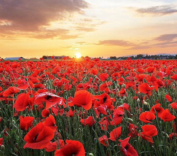 Red Flanders Poppy Seeds for Planting - 50,000+ Fresh Flower Seeds - Grown in The USA - Spring Blooming Wildflower