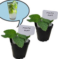 Generic Mojito Mint Plants. Live, Fragrant, Fresh, Edible. Easy Grow. Indoor/Outdoor. (2 mohito Mint Cups)