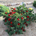 Bottlebrush Red Cluster | 1 Extra Large 3 Gallon Plant | Callistemon | Drought Tolerant Shrub, Evergreen Foliage, Vibrant Red Blooms, Low Maintenance Plant, Attracts Hummingbirds, Landscaping