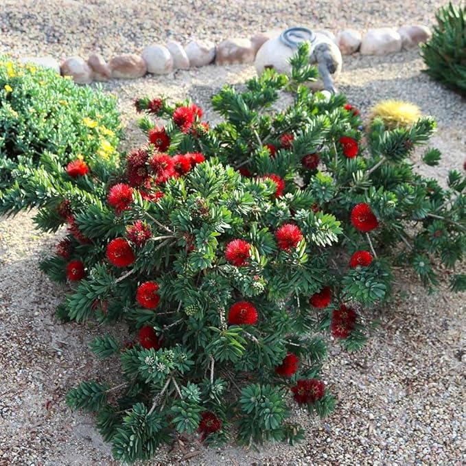 Bottlebrush Red Cluster | 1 Extra Large 3 Gallon Plant | Callistemon | Drought Tolerant Shrub, Evergreen Foliage, Vibrant Red Blooms, Low Maintenance Plant, Attracts Hummingbirds, Landscaping