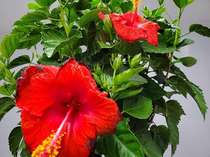 Braided Hibiscus Tree Live - Red President - Overall Height 38" to 44" - Tropical Plants of Florida (Plant Only)