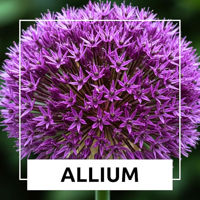 Purple Allium Bulbs for Planting - Easy to Grow Perennial Flowers, Top Size Bulbs, Large Spherical Blooms (10 Bulbs)