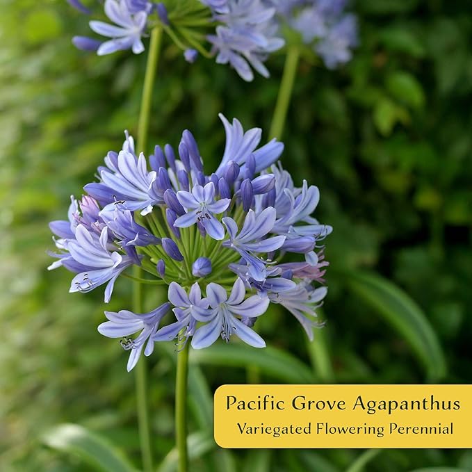 6 Pacific Grove Agapanthus in 3.5” Nursery Cubes (Agapanthus ‘Pacific Grove’) | Variegated Evergreen Perennial for Borders, Beds & Containers | Ready-to-Plant Live Starter Plants