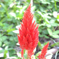 Plumed Castle Series Celosia Scarlet ~500 Seeds – Annual, Non-GMO, Ornamental Flower Seeds – Heat Tolerant, Compact 10–16" Plants – Great for Beds, Borders, & Containers – Vibrant Colors