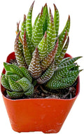 Sprout N Green Haworthia coarctata, Rare Live Succulent Plant Fully Rooted in 2inch Starter Pot, Home Office Indoor Outdoor Wedding Decoration DIY Projects Party Favor