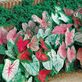 Bulk Mixed Caladium Bulbs for Planting - Perennial Hosta, Elephant Ears, Fancy (50 Bulbs)