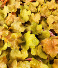 Greenwood Nursery: Live Perennial Plants - Caramel Heuchera + Coral Bells - [Qty: 2X Pint Pots] - (Click for Other Available Plants/Quantities)