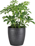 Thorsen's Greenhouse Live Arboricola Umbrella Tree Plant, Schefflera Arboricola, Natural Air Purifier, Easy to Grow, Live Indoor Houseplant, 4-inch Diameter (Brushed Silver)