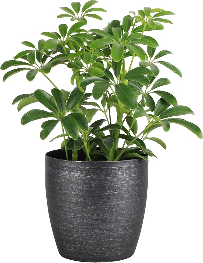 Thorsen's Greenhouse Live Arboricola Umbrella Tree Plant, Schefflera Arboricola, Natural Air Purifier, Easy to Grow, Live Indoor Houseplant, 4-inch Diameter (Brushed Silver)