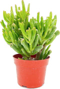 Sprout N Green Gollum Jade - Crassula Ovata Gollum, Rare Cute Succulent Plant Fully Rooted in 4" Pot