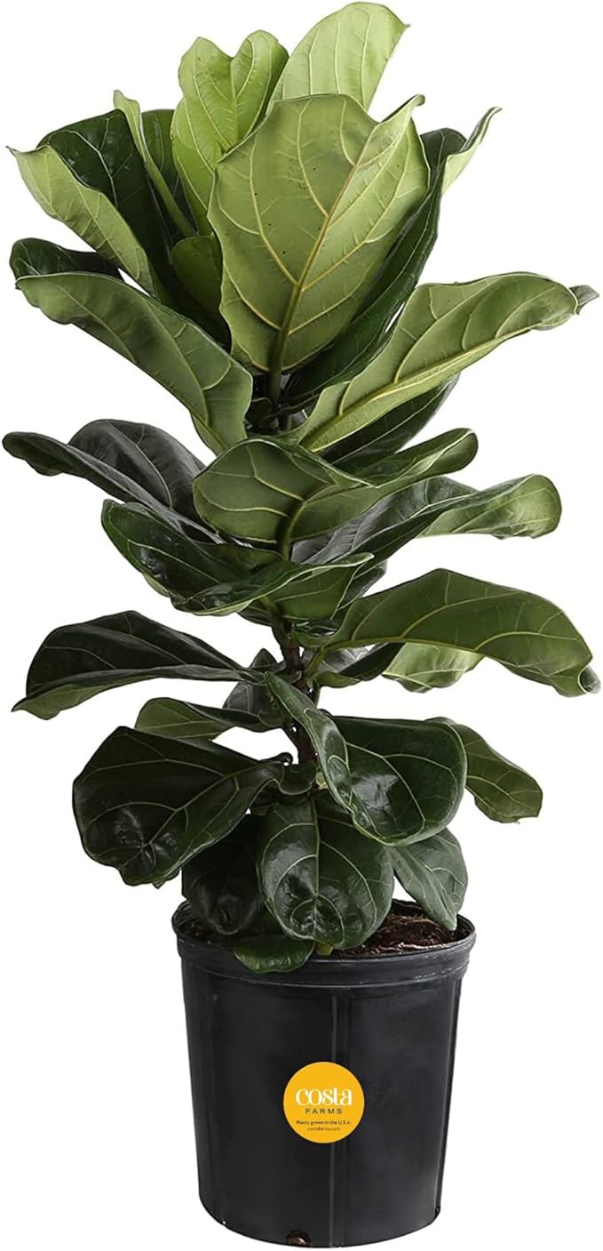Costa Farms Fiddle Leaf Fig, Live Indoor Ficus Lyrata Floor Plant, Tropical Houseplant Potted in Nursery Planter, Housewarming, Birthday, Office and Living Room Decor, 2-3 Feet Tall