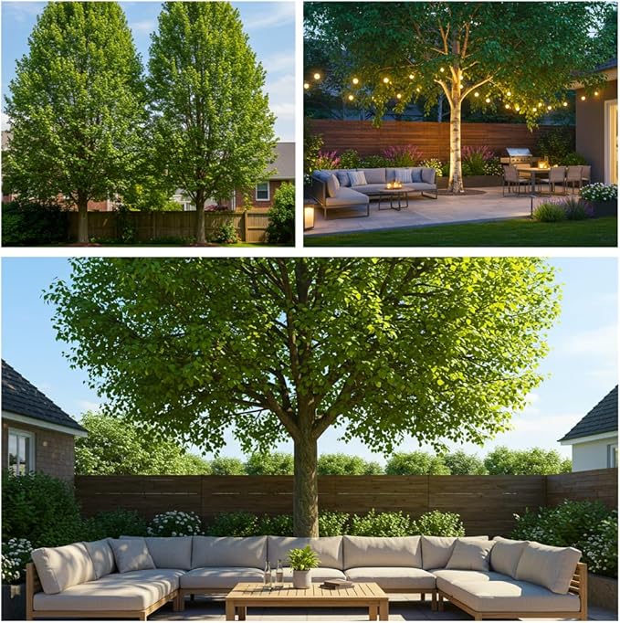 Hybrid Poplar Tree Seedlings for Planting - Fast Growing Privacy and Shade Trees (3 Trees)