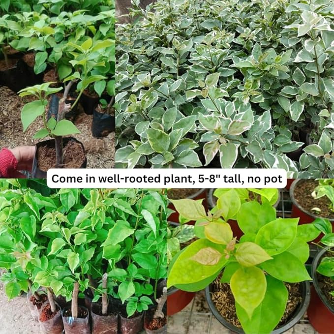 2 Bougainvillea Plants Live, Trailing Flowering Vines, 5-9” Tall, Well-Rooted Bougainvillea Trees for Outdoor Garden or Patio (Mix Bougainvillea)