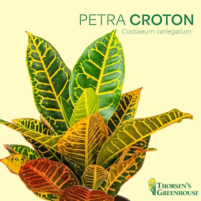 Thorsen's Greenhouse Live Petra Croton Plant, Codiaeum Variegatum, Colorful Foliage, Live Indoor Houselant (White, 4-inch Pot)