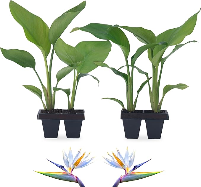 Bird of Paradise Plants Live (4-Pack), Strelitzia Plants with Perennial White Flowers, Indoor/Outdoor Plants, Exotic Tropical Decor, Not Artificial, 6-10" Height. 2" Pot