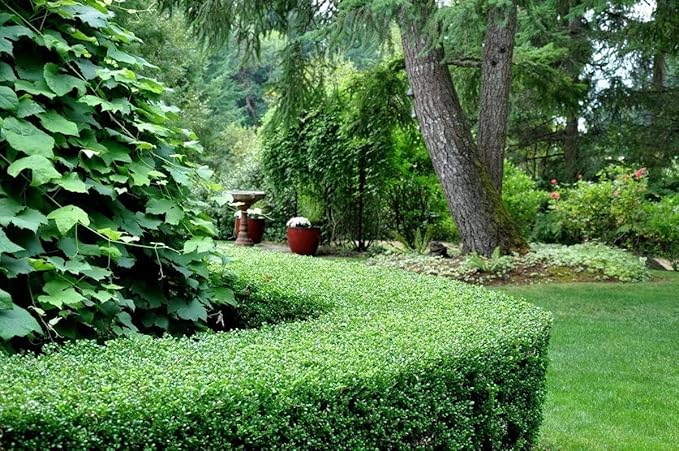 Dwarf Yaupon Holly | Ilex Schilling Stokes Vomitoria | 20 Live Plants | Drought Tolerant Low Maintenance Evergreen Hedge