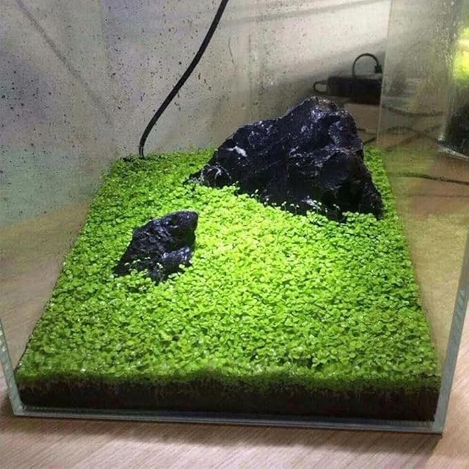 3 Pack Freshwater Aquarium Decor, Easy Growing Dwarf Carpet for Fish Tank/Terrarium, Natural Aquatic Plant Growth Material (Love Grass)