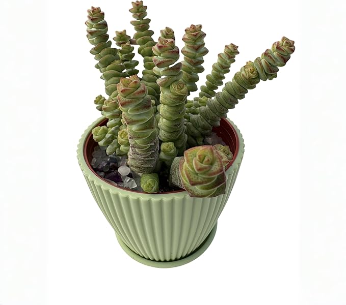 4" String of Buttons in Green Stripe Pot, Live Crassula 'Baby's Necklace' Trailing Succulent, Rare House Plant for Home Office Wedding Hanging Decoration, DIY Projects, Party Favor