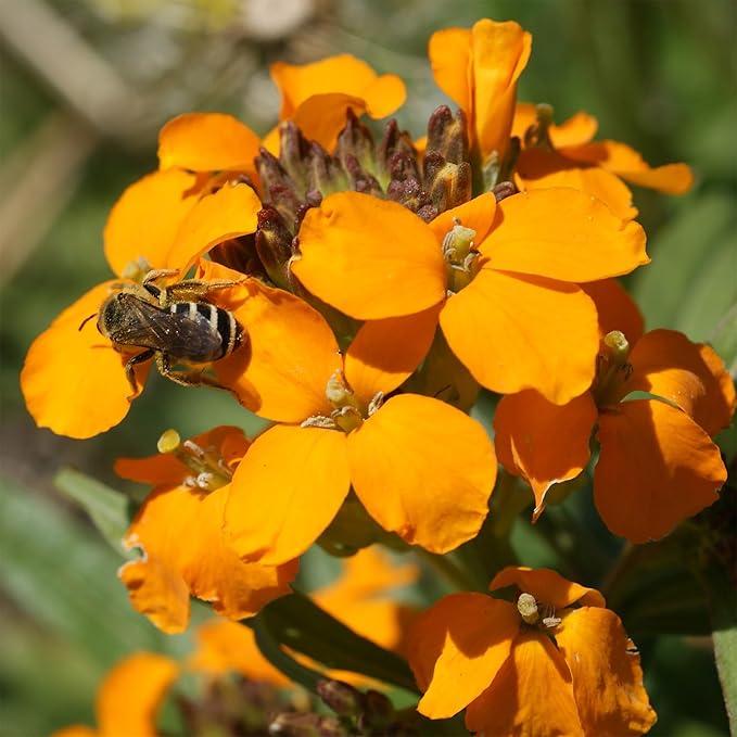 Ferry-Morse Honey Bee Mix Bulk Flower Seeds, 1lb