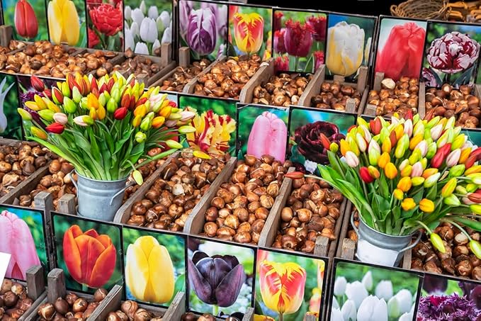 5 Sorbet Tulip Bulbs – Single Late Tulip – Striking White Blooms with Red Flame – Large Flowering Perennial Tulips for Spring Gardens – Easy to Grow & Hardy
