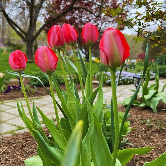 10 Tulip Bulbs for Fall Planting Bulk, Tulip Bulb, Perennial Flower Bulbs for Garden Growing, Tulip Bulbs Bulk (Red)
