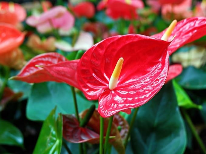 Gardenera Premium Balsam Camellia Potting Soil Mix - Perfect Balance of Nutrients, Drainage, and Aeration for Thriving Blooms - 20 Quart