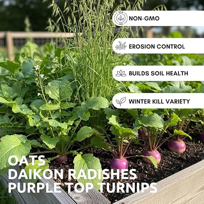 Cover Crop 3 Seed Mix - Oats, Daikon Radishes and Purple Top Turnips - Winter Kills, Promotes Earth Worms, Tons of Forage (12 Ounces)