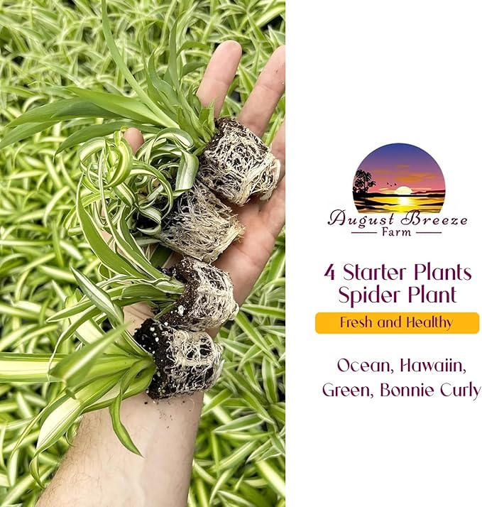 Spider Plant Variety Pack - 4 Spider Plants Live House Plants - Ocean, Hawaiian, Green, Bonnie Curly - Perfect for Home Garden & Office Decor - Ideal for Indoor Air Quality & Easy to Care