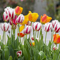 Mixed Sorbet Tulips – 8 Bulbs | Pink, Red & White Perennial Flowers - Spring Blooming | Easy-to-Grow Rembrandt Tulips for Rock Gardens, Borders & Containers – Zones 3–8 | Butterfly & Bee Attracting