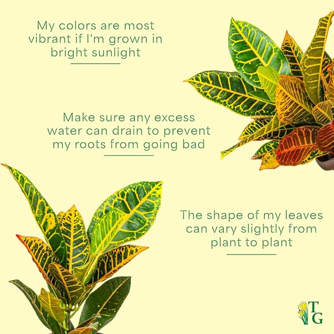 Thorsen's Greenhouse Live Petra Croton Plant, Codiaeum Variegatum, Colorful Foliage, Live Indoor Houselant (Chocolate, 6-inch Pot)
