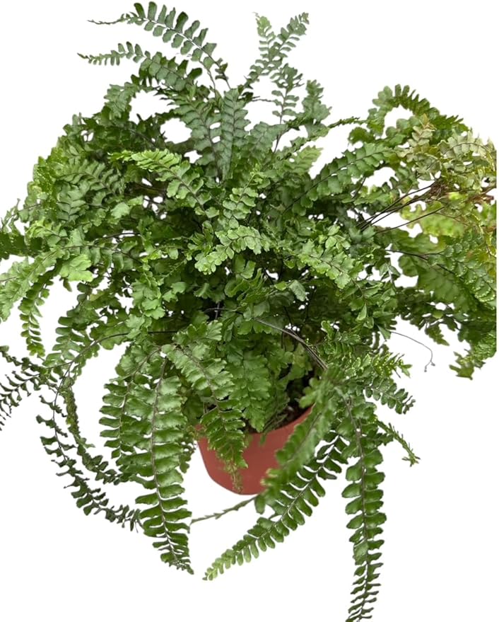 La Costa Plants Mixed Fern Plants, Set of 3, 4 Inch Pots, Live Indoor Outdoor Plants for Home and Office Decor