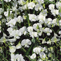 Outsidepride Pearl White Sweet Pea Seeds - 200 Pcs Perennial, Easy to Grow, Vine Seeds for Planting Fragrant, Long-Lasting Flowers with Free-Flowering Habit & Tall Size for Vertical Gardens