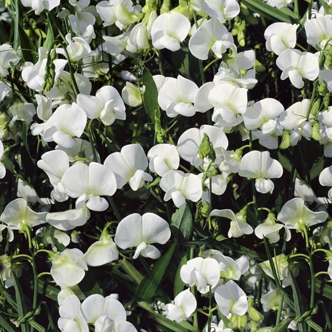 Outsidepride Pearl White Sweet Pea Seeds - 100 Pcs Perennial, Easy to Grow, Vine Seeds for Planting Fragrant, Long-Lasting Flowers with Free-Flowering Habit & Tall Size for Vertical Gardens